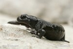Mlok černý (Salamandra atra)