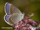 Modrásek podobný (Plebejus cf. argyrognomon)