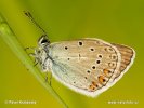 Modrásek ušlechtilý (Polyommatus amandus)