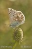 Modrásek vikvicový (Polyommatus coridon)