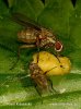 Moucha rodu Muscidae (Phaonia angelicae)