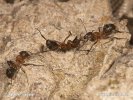 Mravenci - Boj o kolonii (Formica sp.)