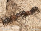 Mravenci - Boj o kolonii