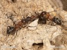 Mravenci - Boj o kolonii