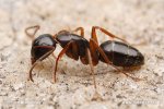 Mravenec (Camponotus fallax)