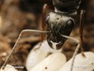 Mravenec černohnědý - matka