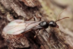 Mravenec černolesklý (Lasius fuliginosus)