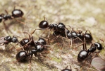 Mravenec černolesklý