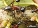 Mravenec dřevokaz (Camponotus ligniperda)