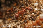 Mravenec horský