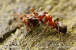 Mravenec loupeživý (Formica sanguinea)