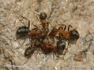 Mravenec loupeživý