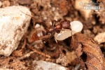 Mravenec otrokářský