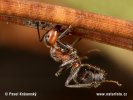 Mravenec trávní