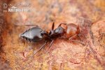 Mravenec (Crematogaster scutellaris)