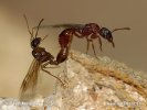 Mravenec žahavý (Myrmica rubra)