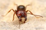 Mravenec zrnojed (Messor structor)