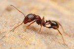 Mravenec zrnojed