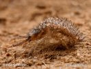 Mravkolev - larva