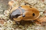 Mrchožrout housenkář (Dendroxena quadrimaculata)