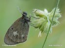 Očkáň traslicový (Coenonympha glycerion)