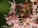 Očnatka žlutá (Conops quadrifasciatus)