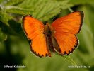 Ohniváček celíkový (Lycaena virgaureae)