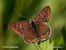 Ohniváček černoskvrnný (Lycaena tityrus)