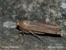 Osenice šťovíková (Noctua pronuba)