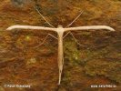 Pernatuška (Pterophorus sp.)