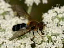 Pestřenka horská (Ischyrosyrphus glaucius)