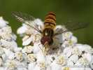 Pestřenka pruhovaná (Episyrphus balteatus)