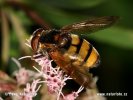 Pestřenka sršňová (Volucella zonaria)