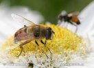 Pestřenka trubcová (Eristalis tenax)