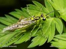 Pilatka zelená (Rhogogaster viridis)