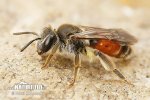 Pískorypka (Andrena labiata)