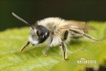 Pískorypka (Andrena flavipes)