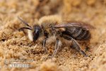 Pískorypka hulevníková (Andrena scita)