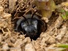 Pískorypka rodu Andrena (Andrena sp.)