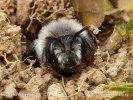 Pískorypka rodu Andrena