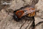 Pískorypka ryšavá (Andrena fulva)