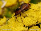 Ploštice (Deraeocoris ruber)