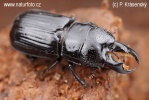 Roháček jedlový (Ceruchus chrysomelinus)