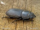 Roháček kozlík (Dorcus parallelopipedus)