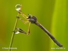 Roupec (Leptogaster sp.)