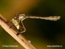 Roupec žlutonohý (Leptogaster cylindrica)