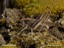 Saranče (Platycleis albopunctata)