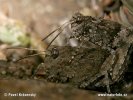 Saranče modrokřídlá (Oedipoda caerulescens)