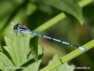 Šidélko páskované (Coenagrion puella)