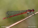 Šidélko ruměnné (Pyrrhosoma nymphula)